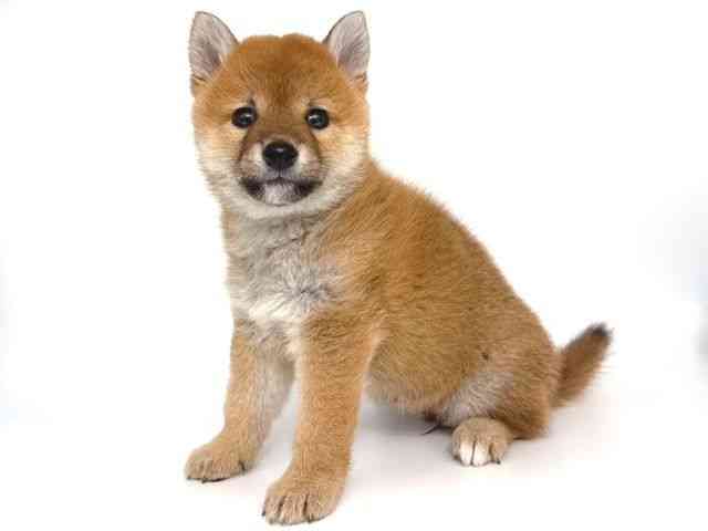 大阪府の柴犬(標準サイズ) (ひごペットフレンドリー岸和田店/2026年2月13日生まれ/女の子/赤)の子犬の3枚目の画像