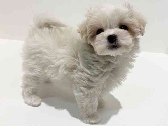 大阪府のマルプー(マルチーズ×プードル) (ひごペットフレンドリーイオン高槻店/2026年2月14日生まれ/女の子/ホワイト)の子犬の3枚目の画像