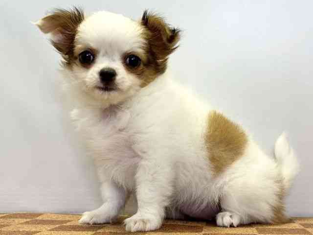 愛媛県のチワワ(ロング) (ひごペットフレンドリーエミフルMASAKI店/2026年2月14日生まれ/女の子/レッドホワイト)の子犬の3枚目の画像