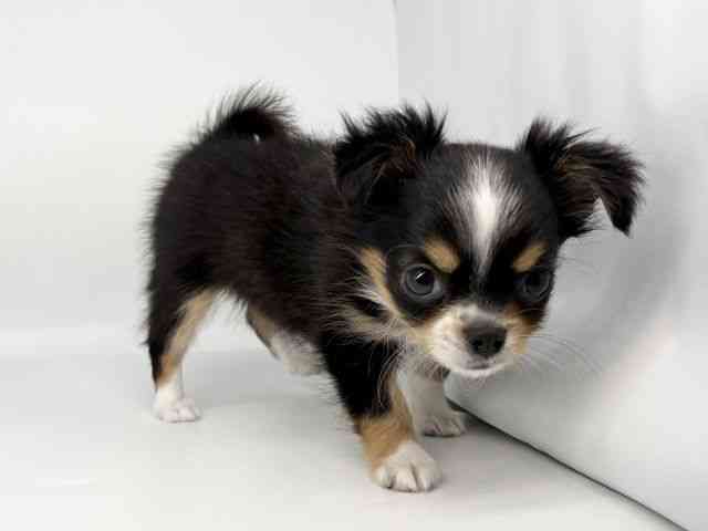 徳島県のチワワ(ロング) (ひごペットフレンドリーゆめタウン徳島店/2026年2月14日生まれ/男の子/トライカラー)の子犬の3枚目の画像