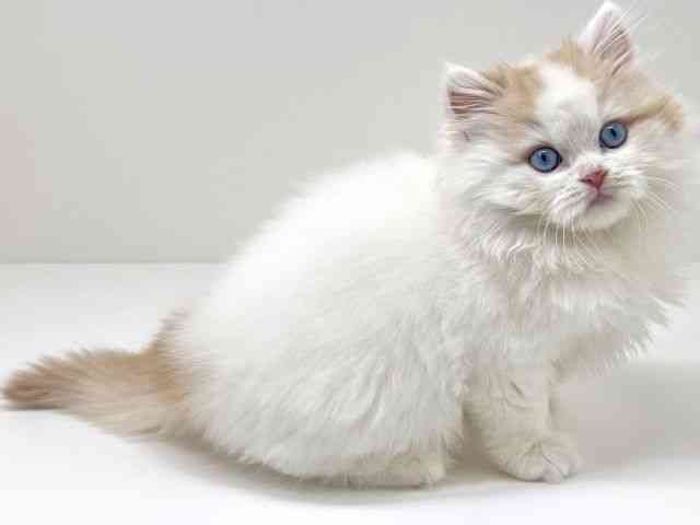 京都府のスコティッシュフォールド (ひごペットフレンドリーイズミヤショッピングセンター八幡店/2026年2月5日生まれ/男の子/クリームタビーホワイトバン)の子猫の3枚目の画像