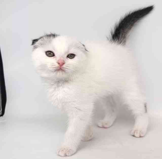 大阪府のスコティッシュフォールド (ひごペットフレンドリー瓜破店/2026年2月12日生まれ/男の子/シルバータビーホワイトバン)の子猫の3枚目の画像