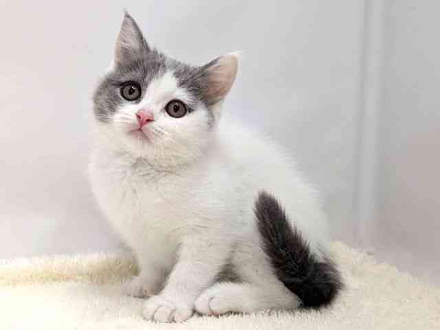 広島県のブリティッシュショートヘアー (ひごペットフレンドリーゆめタウン廿日市店/2026年2月1日生まれ/女の子/ブルータビーホワイトバン)の子猫の3枚目の画像