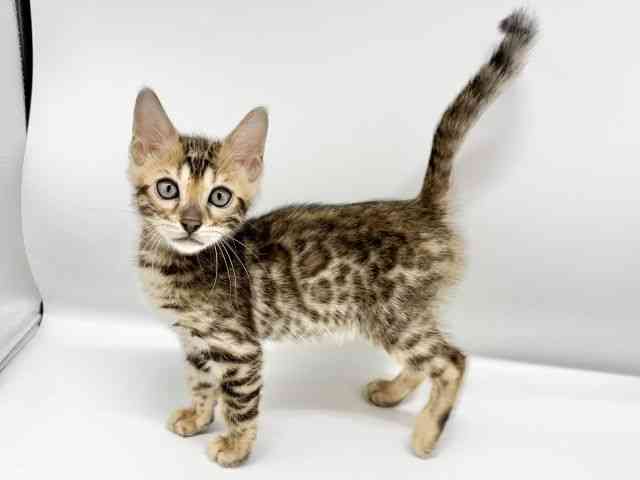 大阪府のベンガル (ひごペットフレンドリーイオンタウン豊中庄内店/2026年2月12日生まれ/男の子/ブラウンスポットタビー)の子猫の3枚目の画像