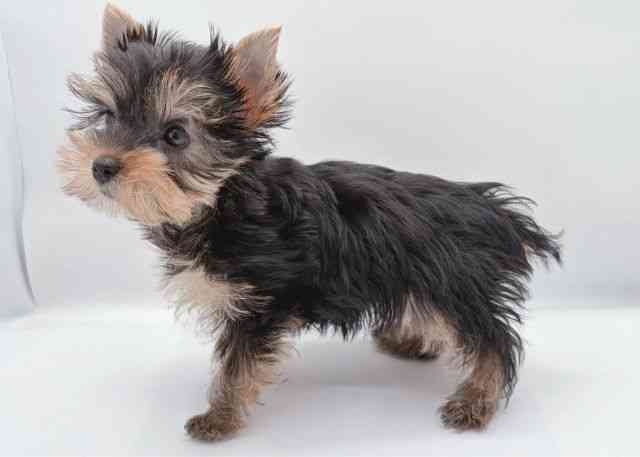 島根県のヨークシャーテリア (ひごペットフレンドリーイオン松江ショッピングセンター店/2026年1月31日生まれ/女の子/スチールブルータン)の子犬の3枚目の画像