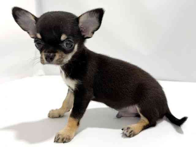 大阪府のチワワ(スムース) (ひごペットフレンドリーイズミヤショッピングセンター千里丘店/2026年2月15日生まれ/男の子/ブラックタン)の子犬の3枚目の画像