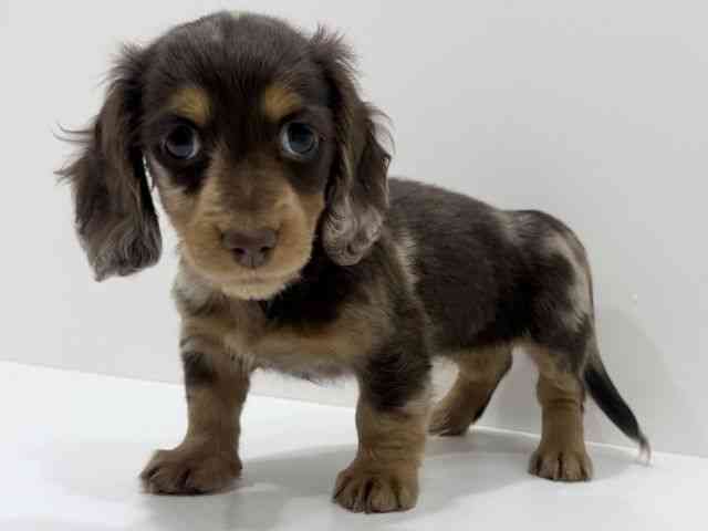 広島県のミニチュアダックスフンド(ロング) (ひごペットフレンドリーフジグラン神辺店/2026年2月14日生まれ/女の子/チョコレートダップル)の子犬の3枚目の画像