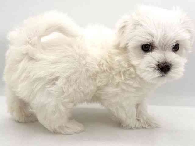 大阪府のマルチーズ (ひごペットフレンドリーイオンそよら海老江店/2026年2月14日生まれ/男の子/ホワイト)の子犬の3枚目の画像