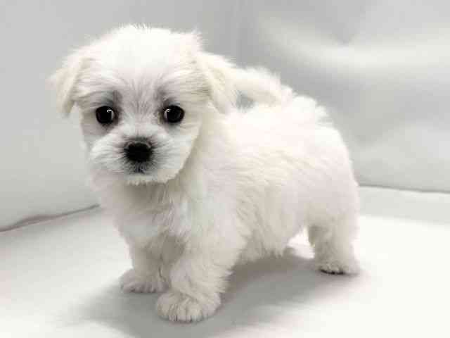 愛媛県のマルチーズ (ひごペットフレンドリーイオンモール今治新都市店/2026年2月14日生まれ/男の子/ホワイト)の子犬の3枚目の画像