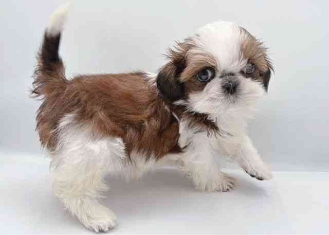 島根県のシーズー (ひごペットフレンドリーイオン松江ショッピングセンター店/2026年2月16日生まれ/女の子/ゴールドホワイト)の子犬の3枚目の画像