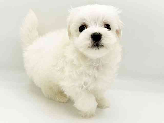 兵庫県のマルチーズ (ひごペットフレンドリーコロワ甲子園店/2026年2月15日生まれ/男の子/ホワイト)の子犬の3枚目の画像