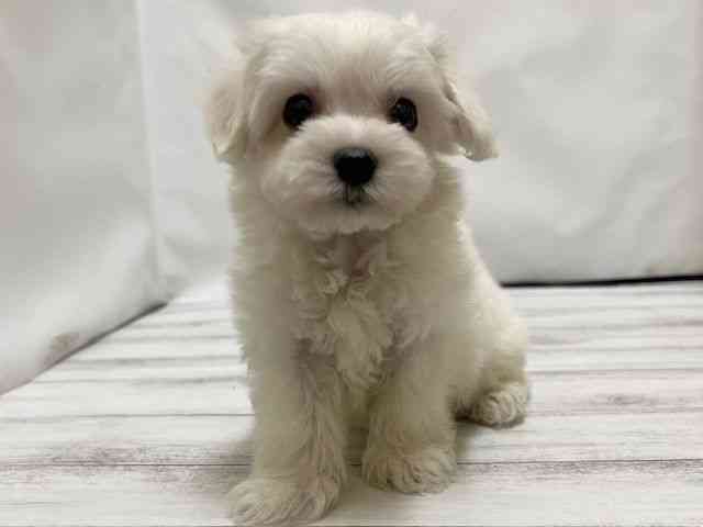 和歌山県のマルチーズ (ひごペットフレンドリーパームシティ和歌山店/2026年2月14日生まれ/男の子/ホワイト)の子犬の3枚目の画像