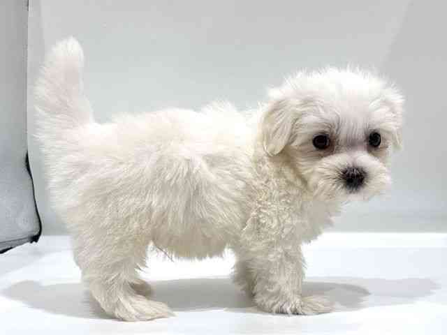 愛知県のマルチーズ (ひごペットフレンドリーヴィアモール アピタ江南西店/2026年2月14日生まれ/男の子/ホワイト)の子犬の3枚目の画像