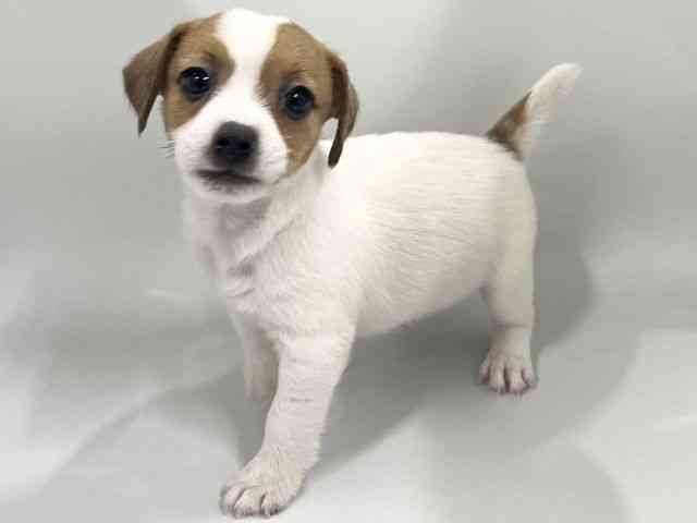 京都府のジャックラッセルテリア (ひごペットフレンドリー京都店/2026年2月14日生まれ/女の子/ホワイトタン)の子犬の3枚目の画像