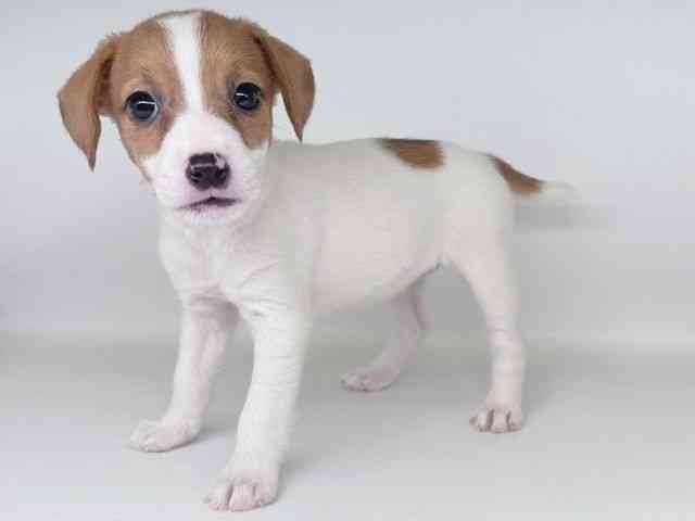 大阪府のジャックラッセルテリア (ひごペットフレンドリー瓜破店/2026年2月14日生まれ/女の子/ホワイトタン)の子犬の3枚目の画像