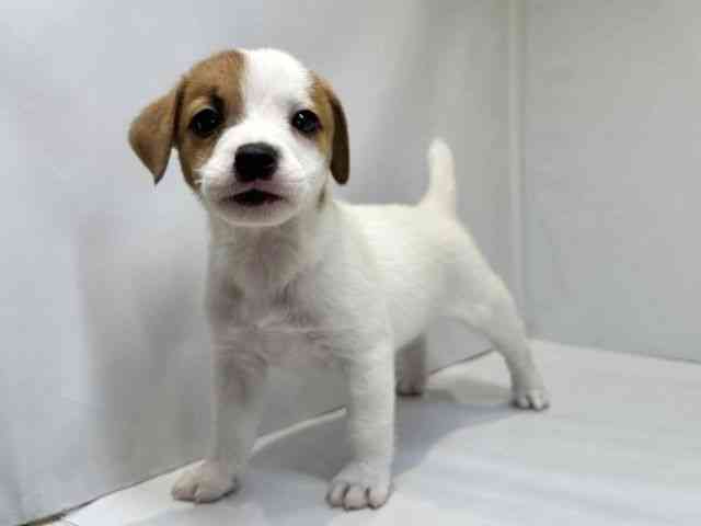 大阪府のジャックラッセルテリア (ひごペットフレンドリーセブンパーク天美店/2026年2月14日生まれ/男の子/ホワイトタン)の子犬の3枚目の画像