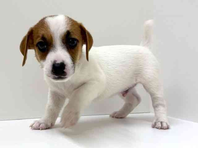 兵庫県のジャックラッセルテリア (ひごペットフレンドリーブルメールHAT神戸店/2026年2月14日生まれ/男の子/ホワイトタン)の子犬の3枚目の画像