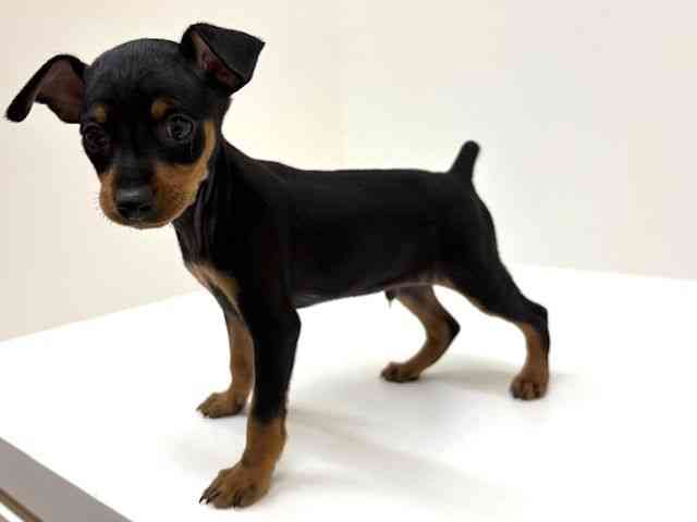 兵庫県のミニチュアピンシャー (ひごペットフレンドリーブルメールHAT神戸店/2026年2月14日生まれ/男の子/ブラックタン)の子犬の3枚目の画像