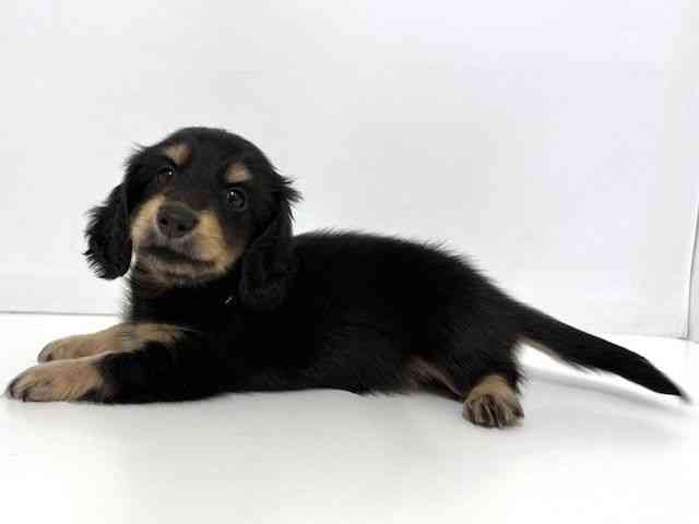 大阪府のミニチュアダックスフンド(ロング) (ひごペットフレンドリーベルファⅡ都島店/2026年2月14日生まれ/男の子/ブラックタン)の子犬の3枚目の画像