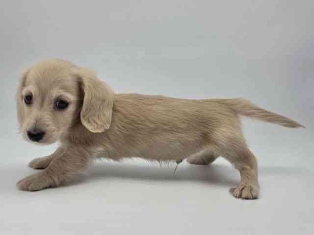 島根県のミニチュアダックスフンド(ロング) (ひごペットフレンドリーイオンモール出雲店/2026年2月15日生まれ/男の子/イエロー)の子犬の3枚目の画像