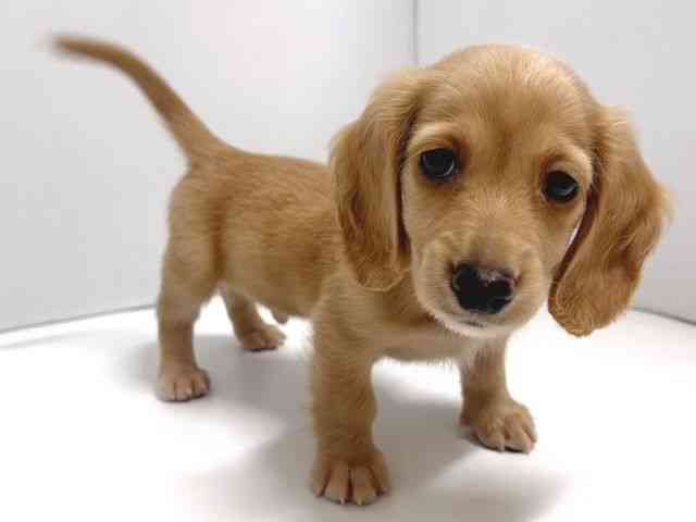 奈良県のミニチュアダックスフンド(ロング) (ひごペットフレンドリー奈良パワーシティ店/2026年2月15日生まれ/男の子/イエロー)の子犬の3枚目の画像