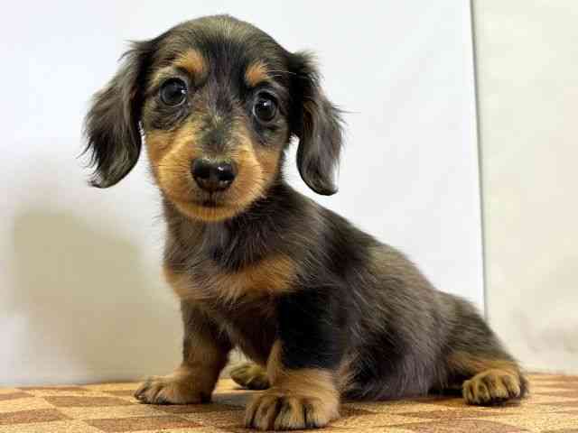 愛媛県のミニチュアダックスフンド(ロング) (ひごペットフレンドリーエミフルMASAKI店/2026年2月15日生まれ/女の子/シルバーダップル)の子犬の3枚目の画像