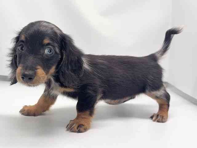 京都府のミニチュアダックスフンド(ロング) (ひごペットフレンドリー洛北阪急スクエア店/2026年2月15日生まれ/男の子/シルバーダップル)の子犬の3枚目の画像