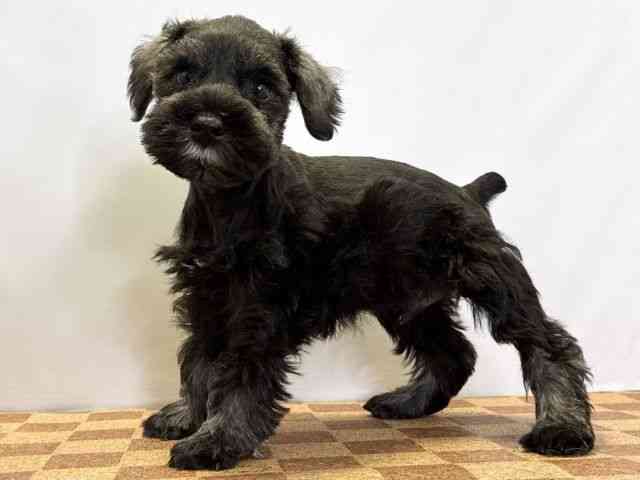 愛媛県のミニチュアシュナウザー (ひごペットフレンドリーエミフルMASAKI店/2026年2月14日生まれ/男の子/ソルトペッパー)の子犬の3枚目の画像