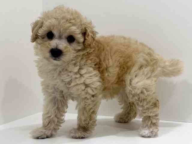 広島県のトイプードル(トイ) (ひごペットフレンドリーフジグラン神辺店/2026年2月14日生まれ/女の子/ペールフォーン)の子犬の3枚目の画像