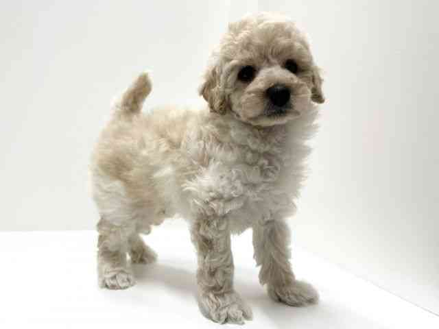 愛知県のトイプードル(トイ) (ひごペットフレンドリーららぽーと名古屋みなとアクルス店/2026年2月14日生まれ/男の子/ペールフォーン)の子犬の3枚目の画像