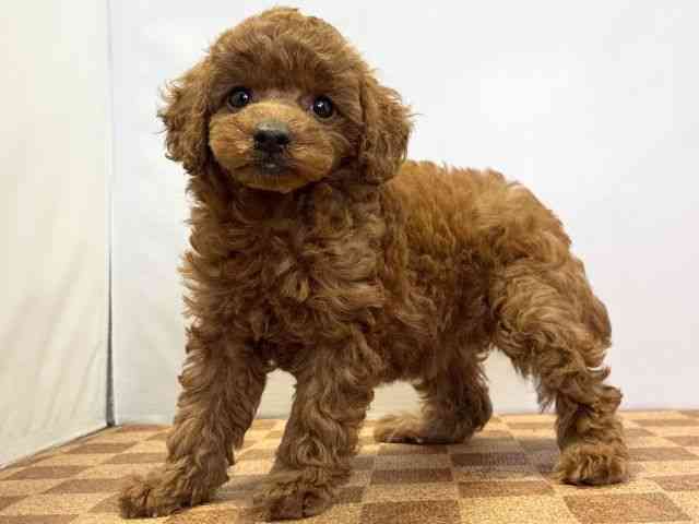 愛媛県のトイプードル(トイ) (ひごペットフレンドリーエミフルMASAKI店/2026年2月14日生まれ/女の子/レッドフォーン)の子犬の3枚目の画像