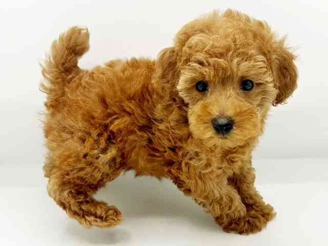 兵庫県のトイプードル(トイ) (ひごペットフレンドリーコロワ甲子園店/2026年2月14日生まれ/女の子/レッドフォーン)の子犬の3枚目の画像