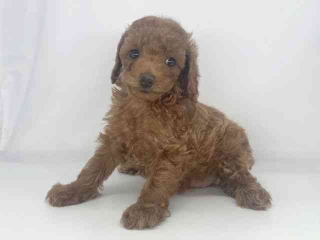 兵庫県のトイプードル(トイ) (ひごペットフレンドリーイオンタウン加古川店/2026年2月14日生まれ/女の子/レッドフォーン)の子犬の3枚目の画像