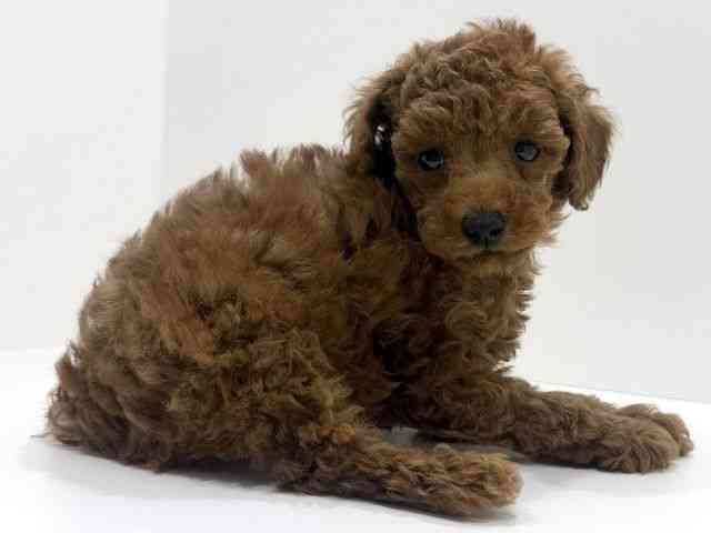 広島県のトイプードル(トイ) (ひごペットフレンドリーフジグラン神辺店/2026年2月15日生まれ/男の子/レッドフォーン)の子犬の3枚目の画像