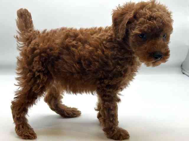 香川県のトイプードル(トイ) (ひごペットフレンドリーゆめタウン高松店/2026年2月15日生まれ/男の子/レッドフォーン)の子犬の3枚目の画像