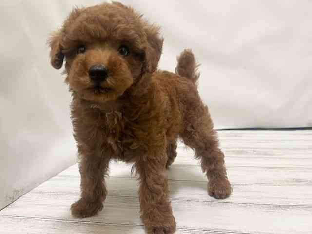 和歌山県のトイプードル(トイ) (ひごペットフレンドリーパームシティ和歌山店/2026年2月15日生まれ/男の子/レッドフォーン)の子犬の3枚目の画像