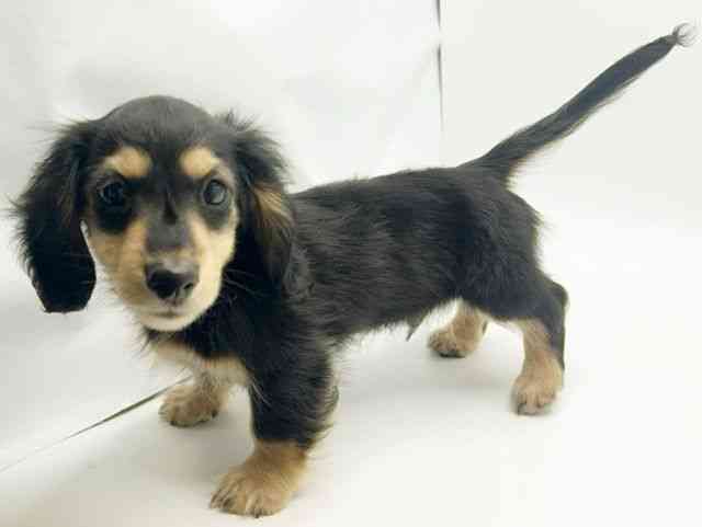 大阪府のミニチュアダックスフンド(ロング) (ひごペットフレンドリーみのおキューズモール店/2026年1月10日生まれ/男の子/ブラックタン)の子犬の3枚目の画像