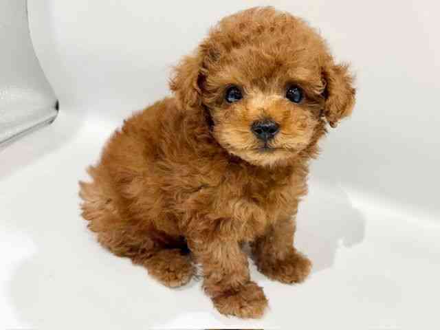 大阪府のトイプードル(トイ) (ひごペットフレンドリーイオンタウン豊中庄内店/2026年2月15日生まれ/男の子/レッド)の子犬の3枚目の画像