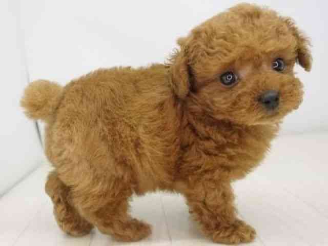 福岡県のトイプードル(トイ) (ひごペットフレンドリーゆめタウン筑紫野店/2026年2月14日生まれ/男の子/レッド)の子犬の3枚目の画像