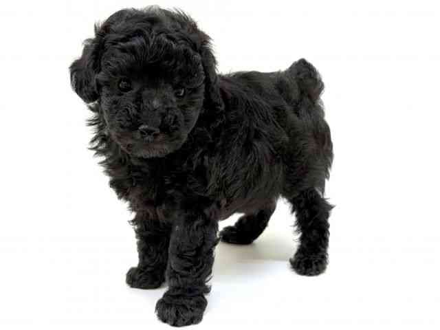 兵庫県のトイプードル(トイ) (ひごペットフレンドリーブルメールHAT神戸店/2026年2月15日生まれ/男の子/シルバー)の子犬の3枚目の画像