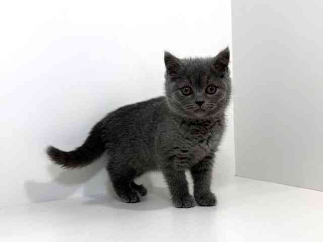 兵庫県のブリティッシュショートヘアー (ひごペットフレンドリーイトーヨーカドー明石店/2026年2月14日生まれ/女の子/ブルー)の子猫の3枚目の画像