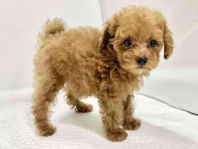 高知県のトイプードル(トイ) (ひごペットフレンドリーイオンモール高知店/2026年2月16日生まれ/男の子/レッド)の子犬の3枚目の画像