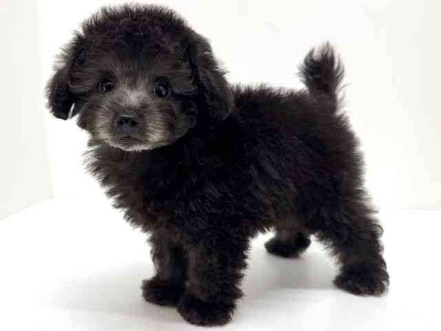 大阪府のトイプードル(トイ) (ひごペットフレンドリーくずはモール店/2026年2月16日生まれ/男の子/グレー)の子犬の3枚目の画像