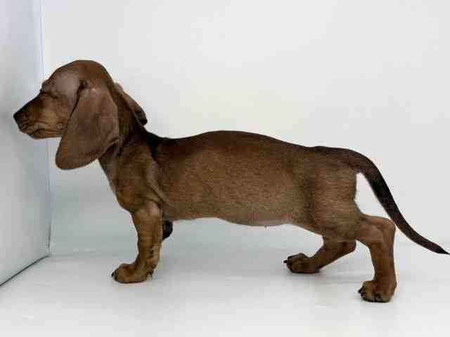 徳島県のカニンヘンダックスフンド(スムース) (ひごペットフレンドリーゆめタウン徳島店/2026年2月15日生まれ/女の子/レッド)の子犬の3枚目の画像