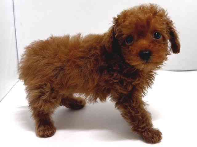 奈良県のトイプードル(トイ) (ひごペットフレンドリー奈良パワーシティ店/2026年2月15日生まれ/男の子/レッドフォーン)の子犬の3枚目の画像