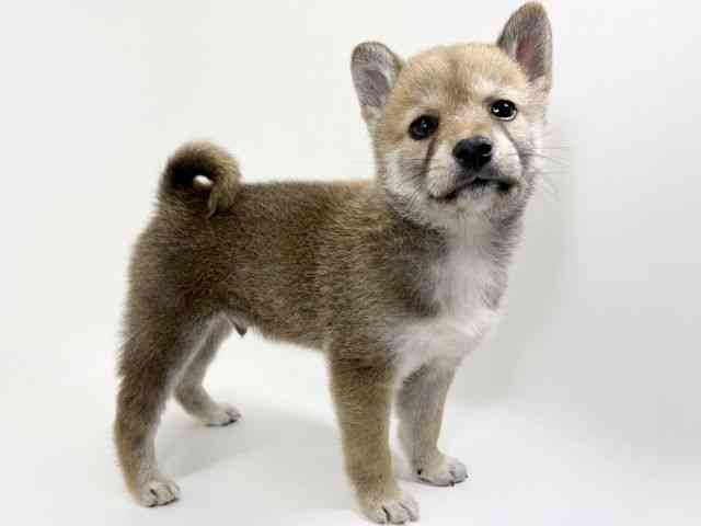 京都府の柴犬(標準サイズ) (ひごペットフレンドリーイズミヤショッピングセンター八幡店/2026年2月13日生まれ/男の子/赤)の子犬の3枚目の画像