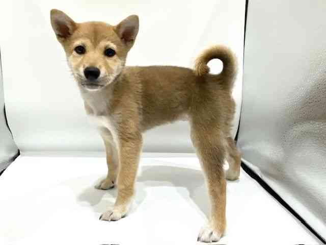 愛知県の柴犬(標準サイズ) (ひごペットフレンドリーヴィアモール アピタ江南西店/2026年2月13日生まれ/女の子/赤)の子犬の3枚目の画像