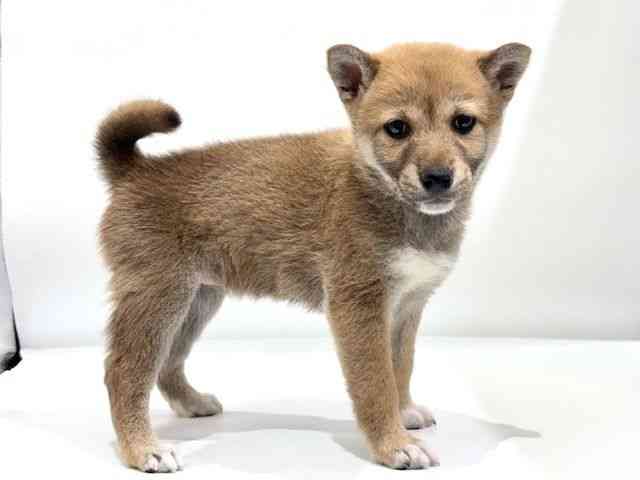 愛知県の柴犬(標準サイズ) (ひごペットフレンドリーヴィアモール アピタ江南西店/2026年2月13日生まれ/女の子/赤)の子犬の3枚目の画像