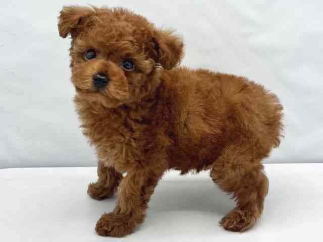 大阪府のトイプードル(トイ) (ひごペットフレンドリーイトーヨーカドー津久野店/2026年2月14日生まれ/男の子/レッド)の子犬の3枚目の画像