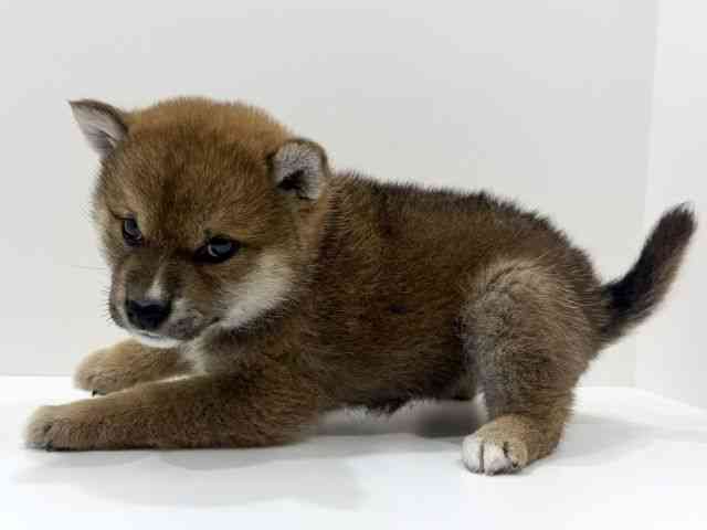 広島県の柴犬(標準サイズ) (ひごペットフレンドリーフジグラン神辺店/2026年2月15日生まれ/女の子/赤)の子犬の3枚目の画像